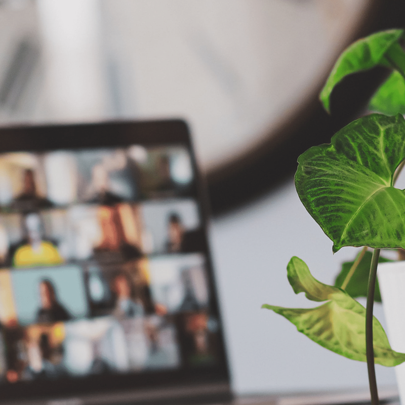 Zoom meeting on computer screen with plant in foreground