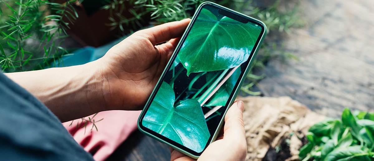 Phone in hand with plant leaves on screen