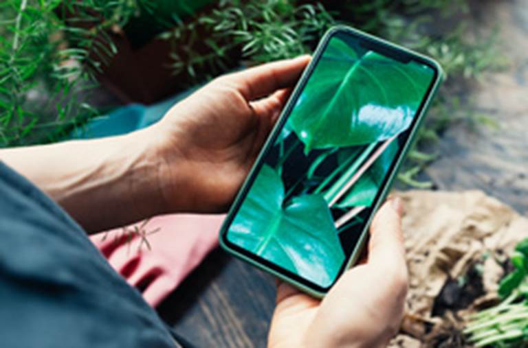Phone in hand with plant leaves on screen