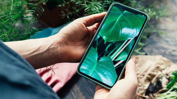 Phone in hand with plant leaves on screen