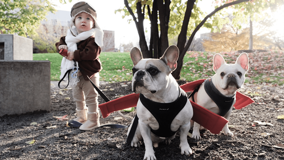 Morgans daughter dressed as Amelia Earhart with her two french bulldogs Lido and Dex