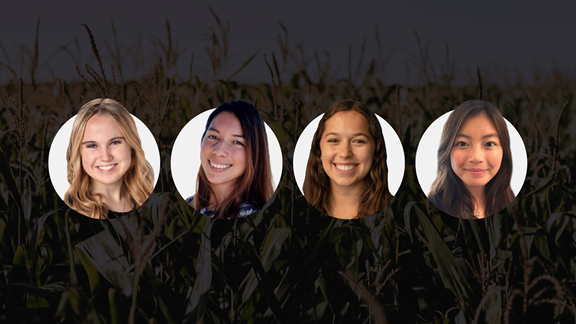 Four women standing in a cornfield