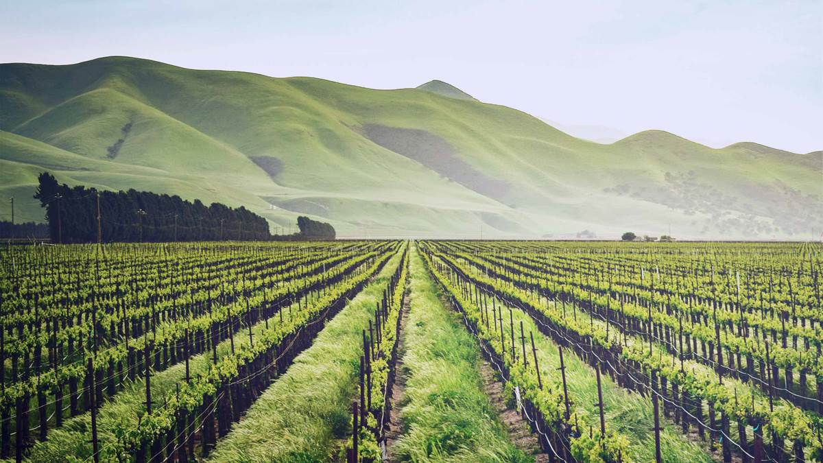 Landscape view of field crop