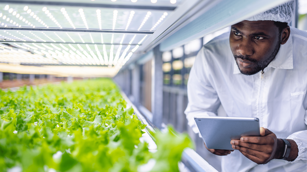 Man with a tablet looking at greens growing in an indoor space