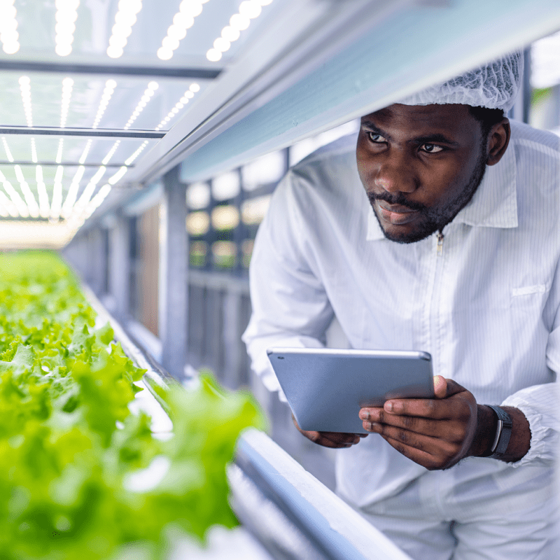 Man with a tablet looking at greens growing in an indoor space