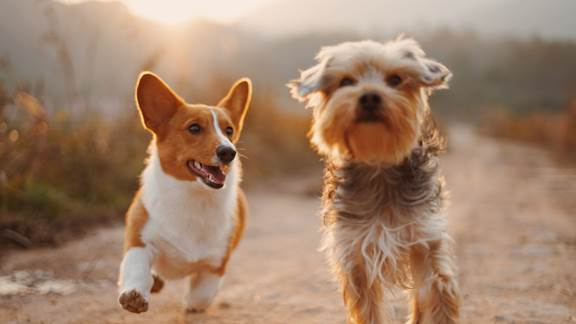 A pair of dogs smiling and walking towards the camera