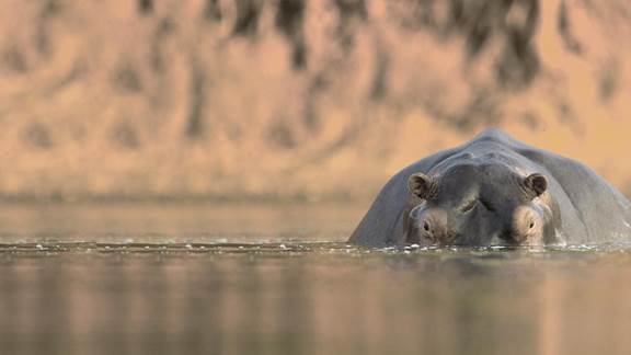hippo