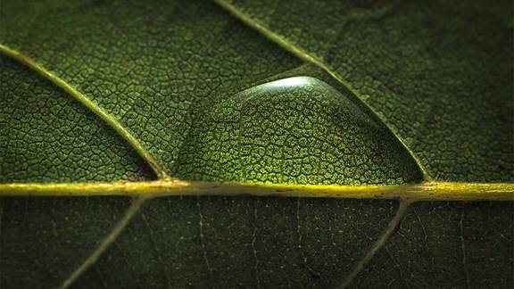 Close up of a drop of water on a green leaf